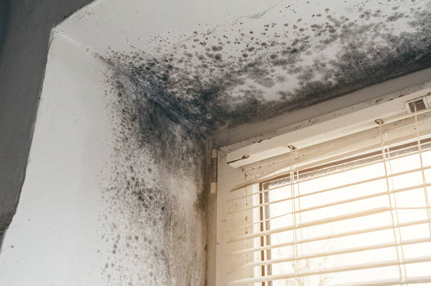 Affordable Black Mold Remediation solutions in Alberta, VA